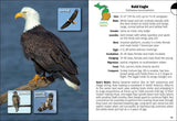 Birds of Michigan Field Guide