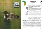Birds of Michigan Field Guide
