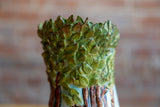 Decorative Tree Vase by Paige Young